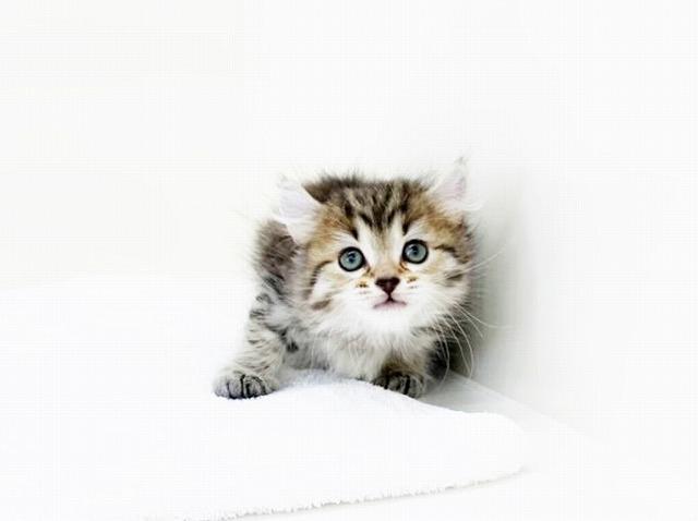 animal_image