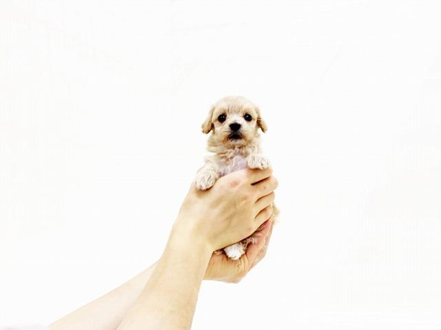 animal_image
