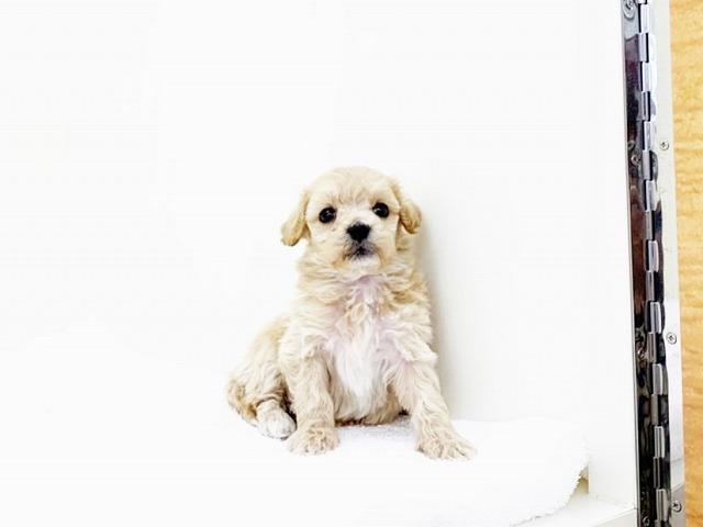 animal_image