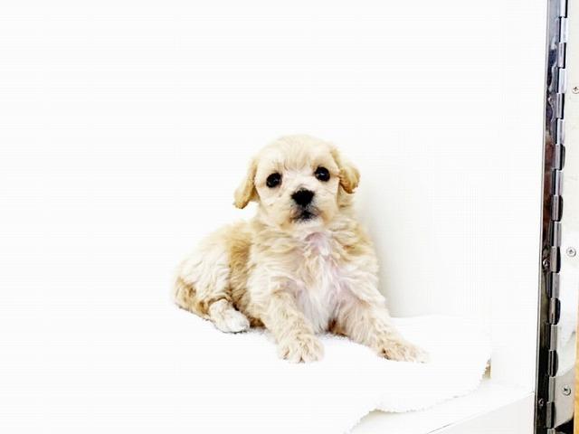animal_image