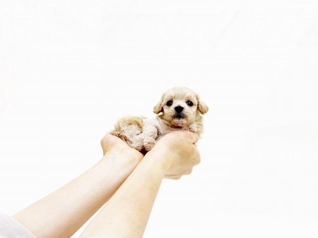 animal_image