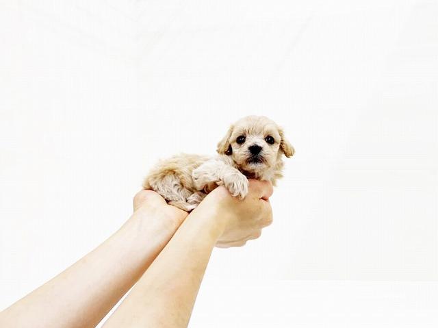 animal_image