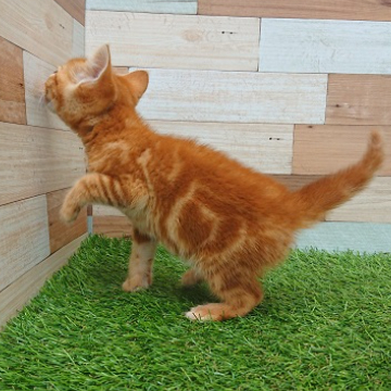 animal_image