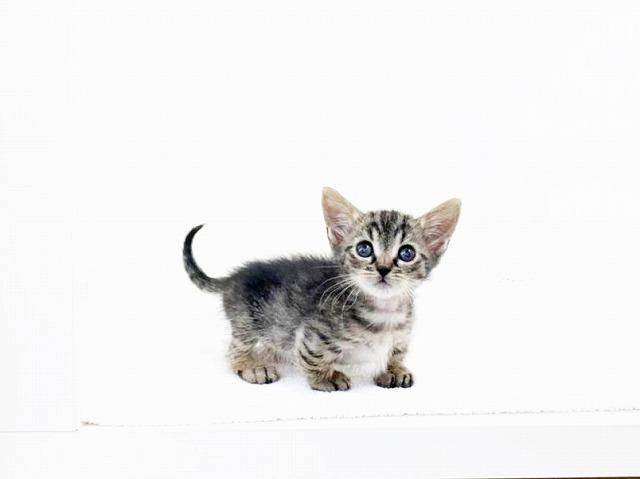animal_image