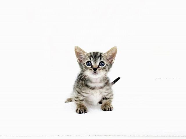 animal_image