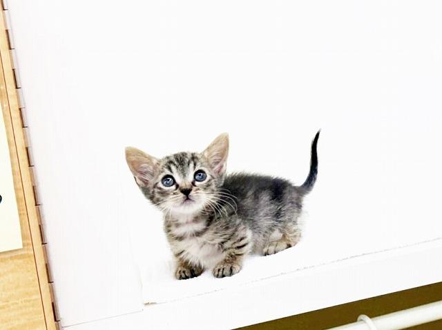 animal_image
