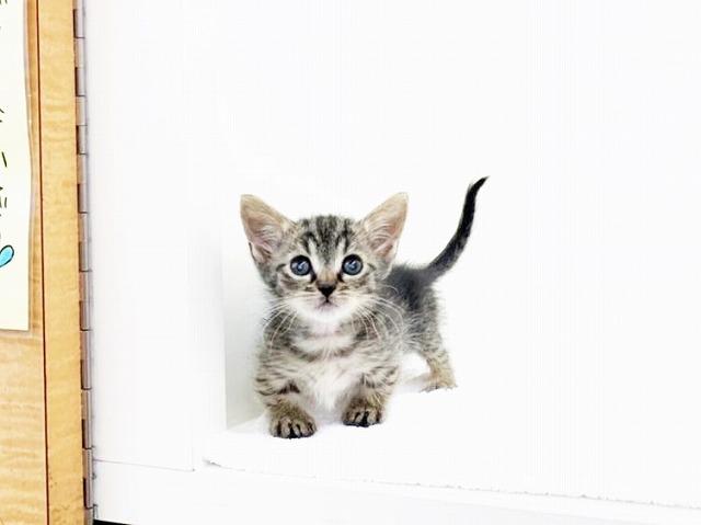 animal_image