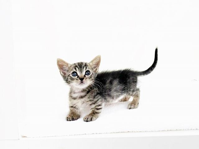animal_image