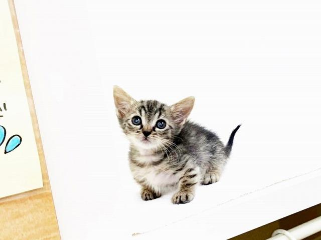animal_image