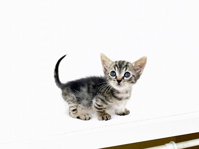 animal_image