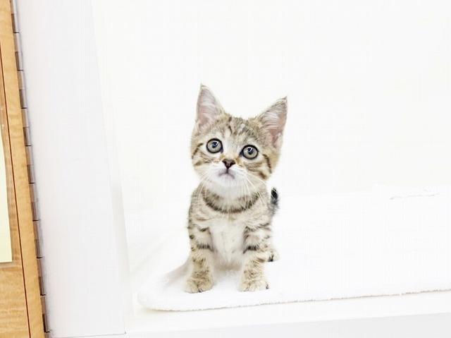 animal_image