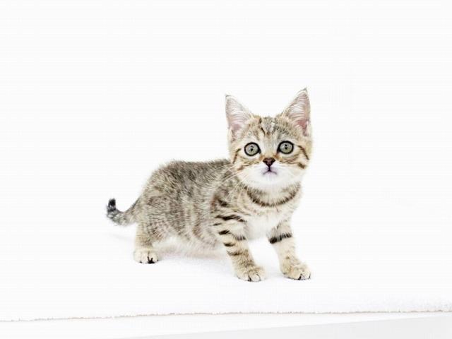 animal_image