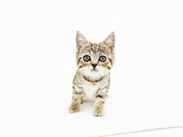 animal_image