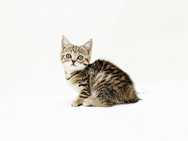 animal_image