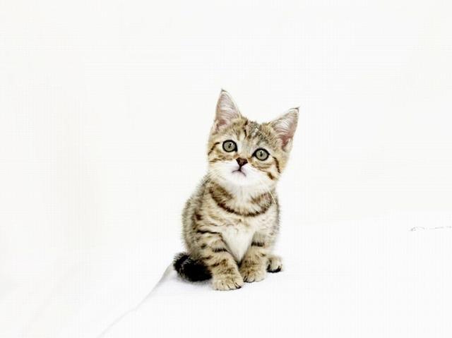 animal_image