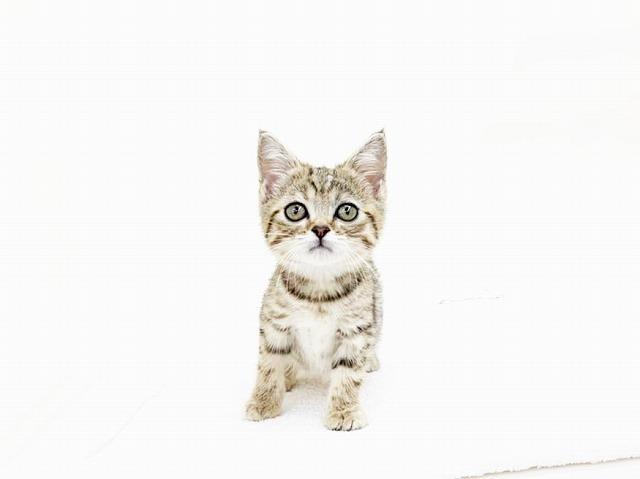 animal_image