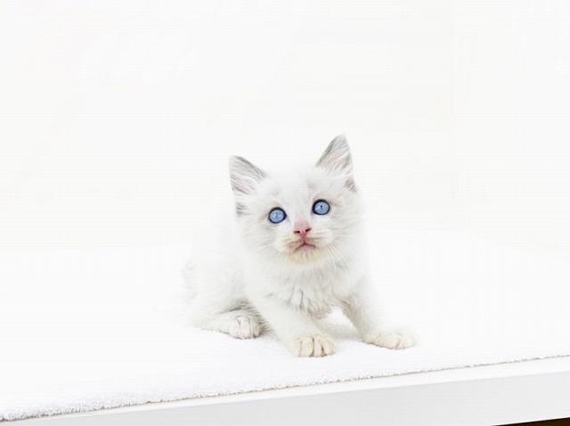 animal_image