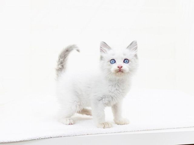 animal_image