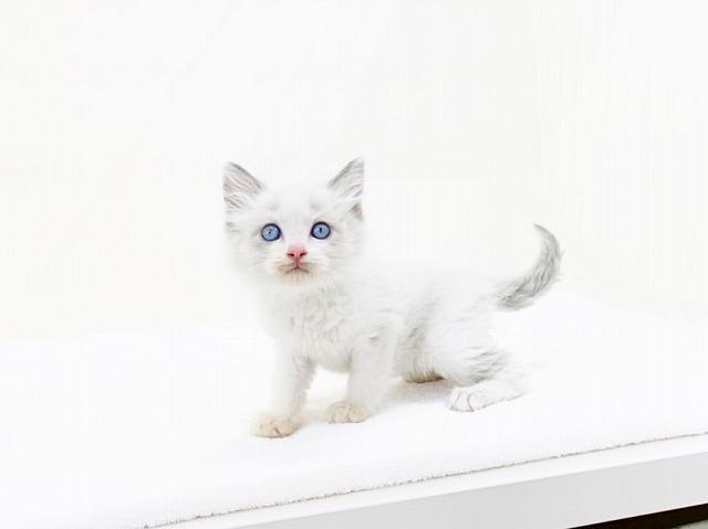 animal_image