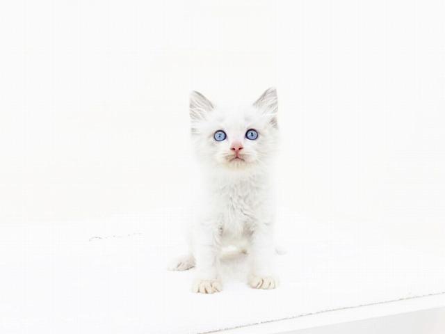 animal_image