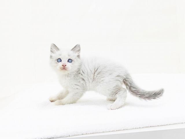 animal_image