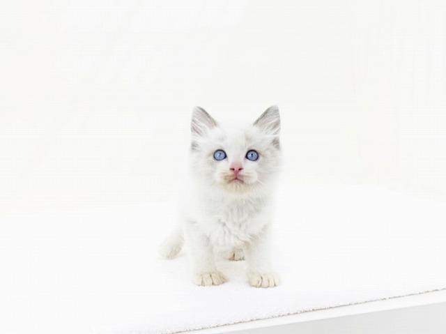animal_image