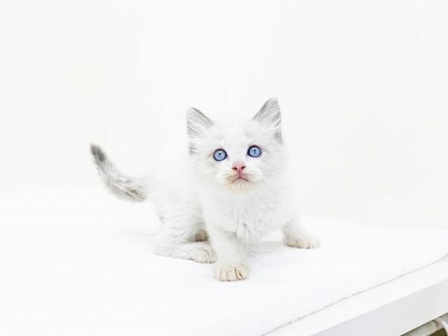 animal_image