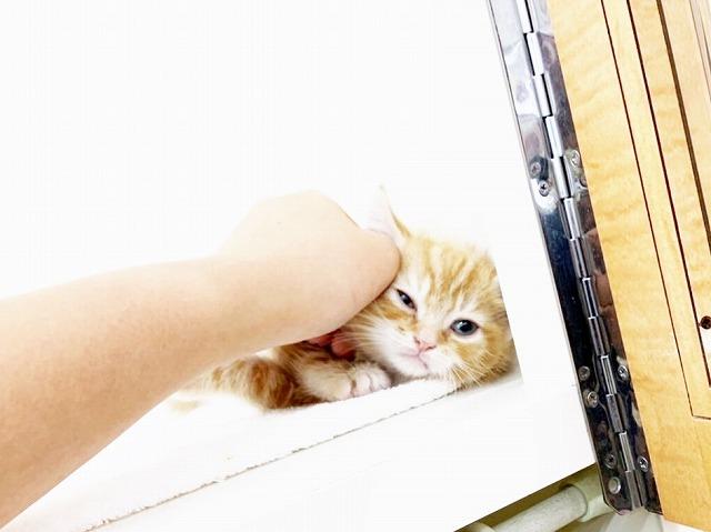 animal_image