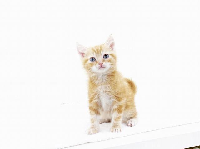 animal_image