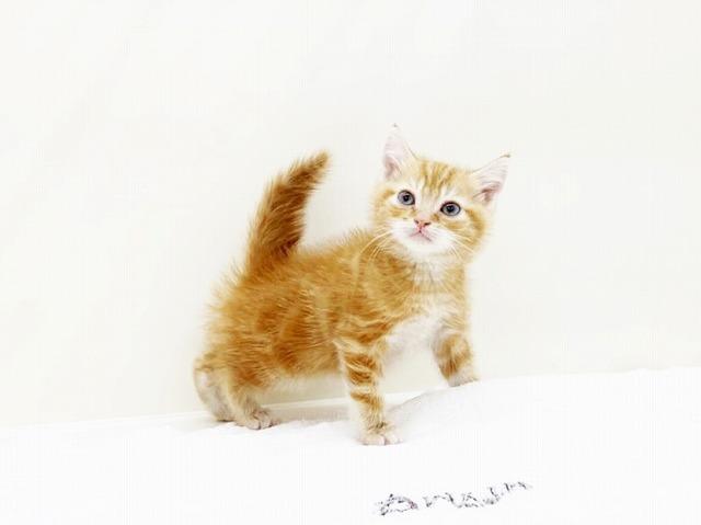 animal_image