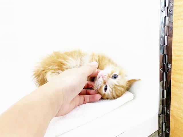animal_image