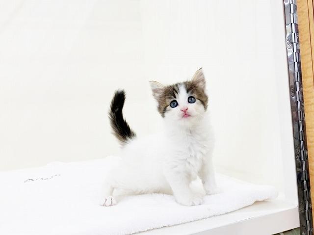 animal_image