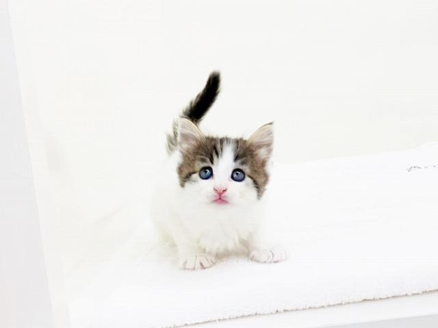 animal_image