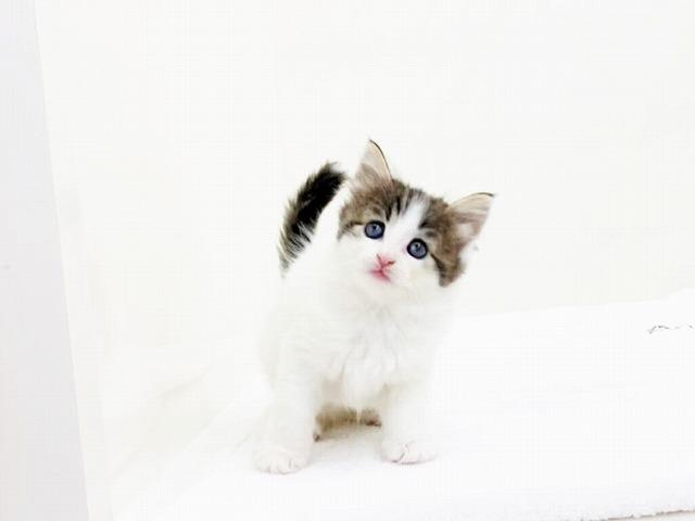 animal_image