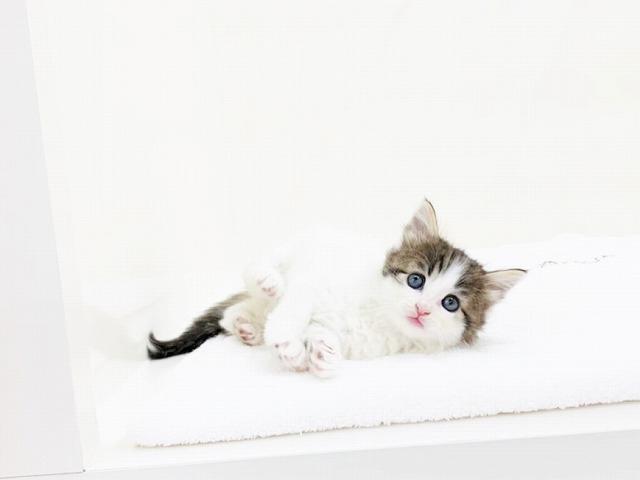 animal_image