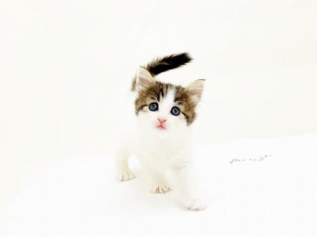 animal_image