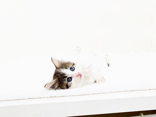 animal_image
