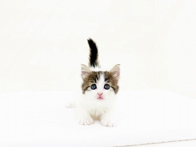 animal_image