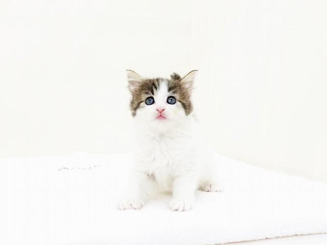 animal_image