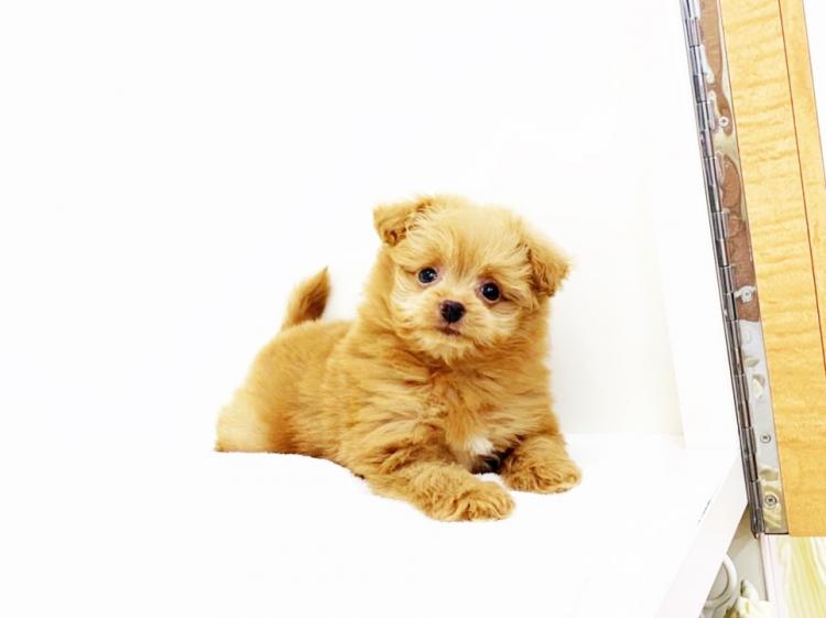 animal_image