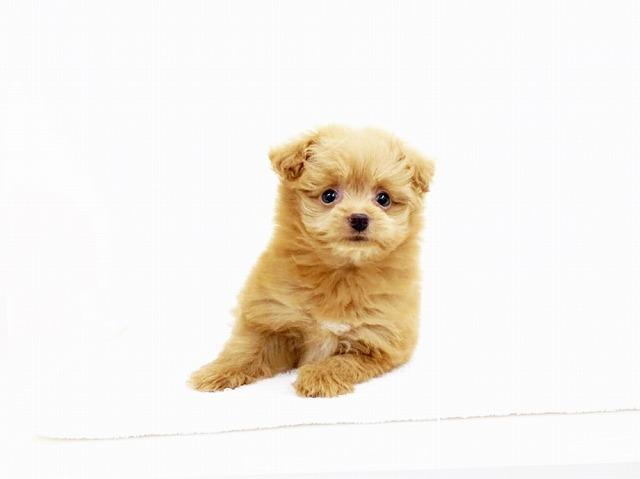 animal_image