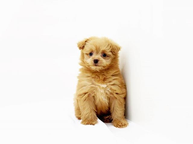animal_image
