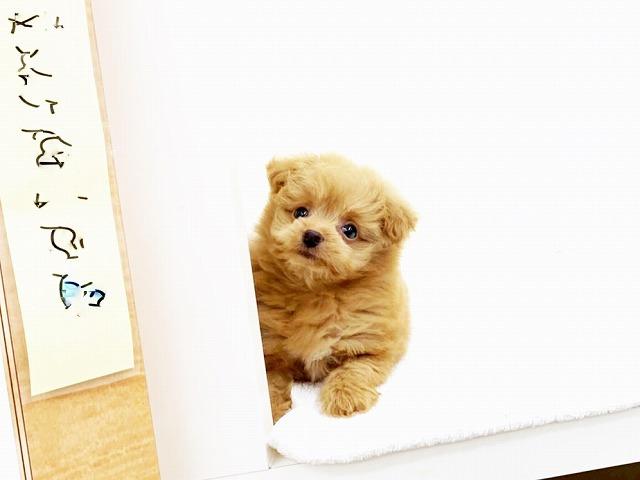 animal_image