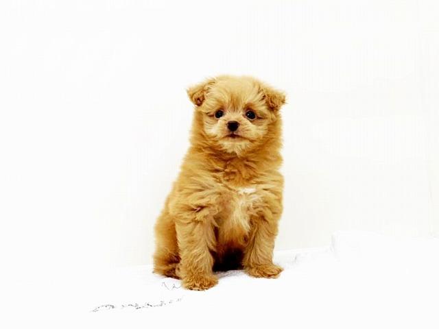 animal_image