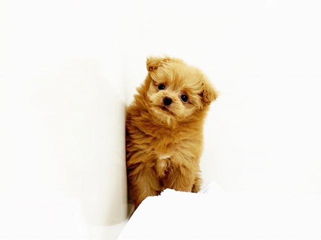 animal_image