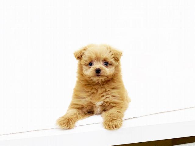 animal_image