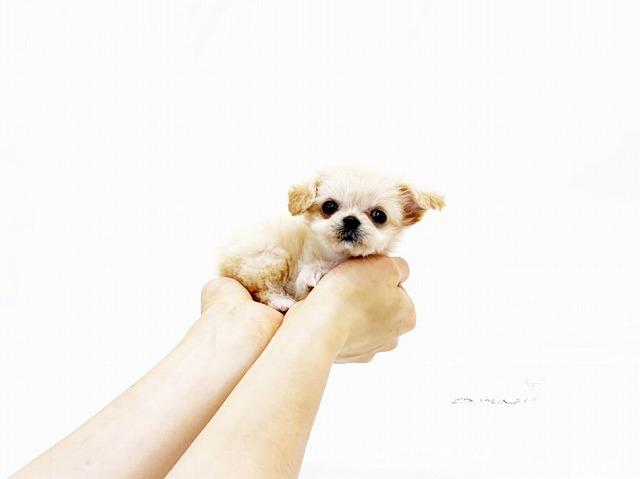 animal_image