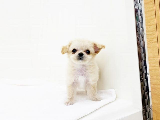 animal_image