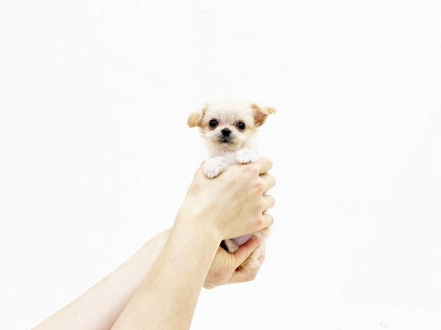 animal_image
