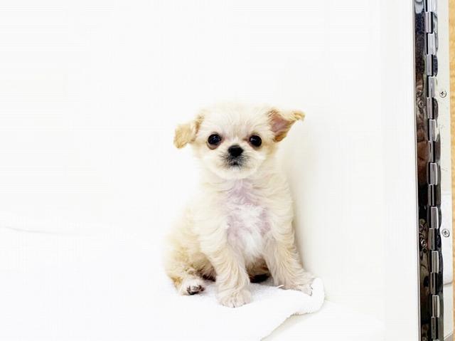 animal_image
